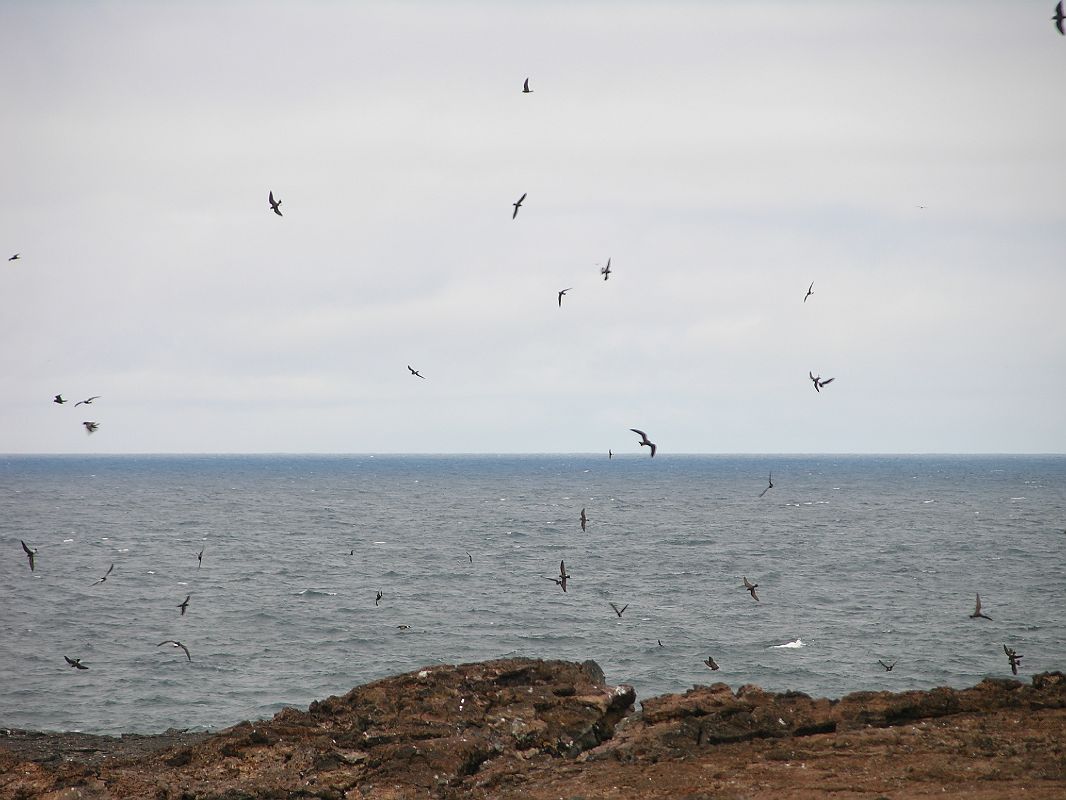 Galapagos 7-1-12 Genovesa Prince Philips Steps Storm Petrels